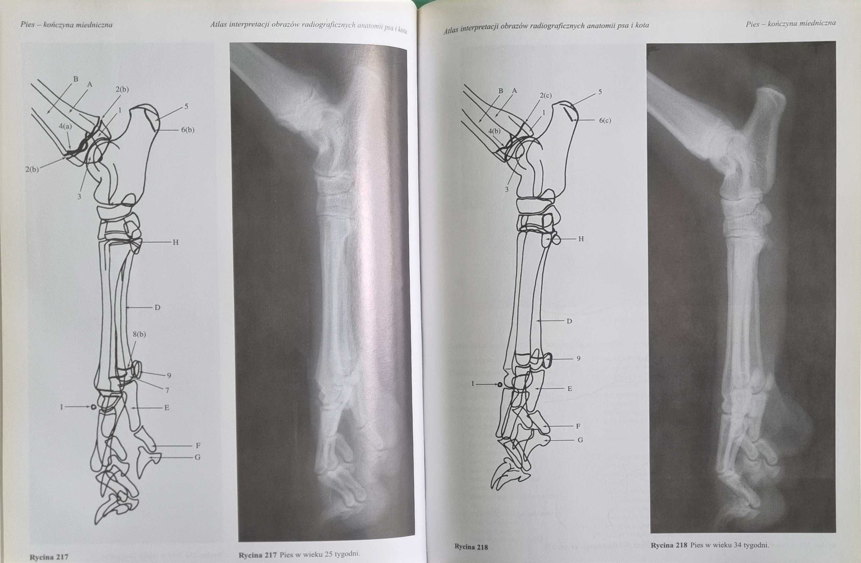 Atlas interpretacji obrazów radiologicznych anatomii psa i kota