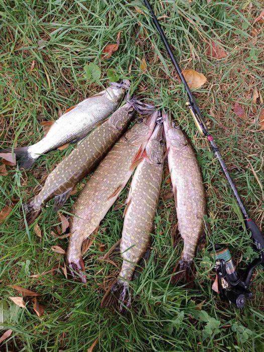 Відпочинок на Дністрі. Будинки і басейн на першій лінії.