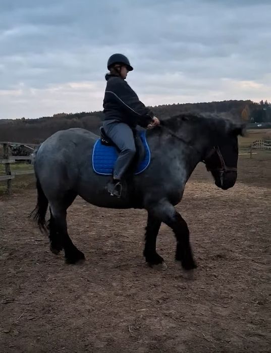 Klacz zimnokrwista - źrebna