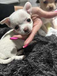 Chihuahua suczka mini xxs