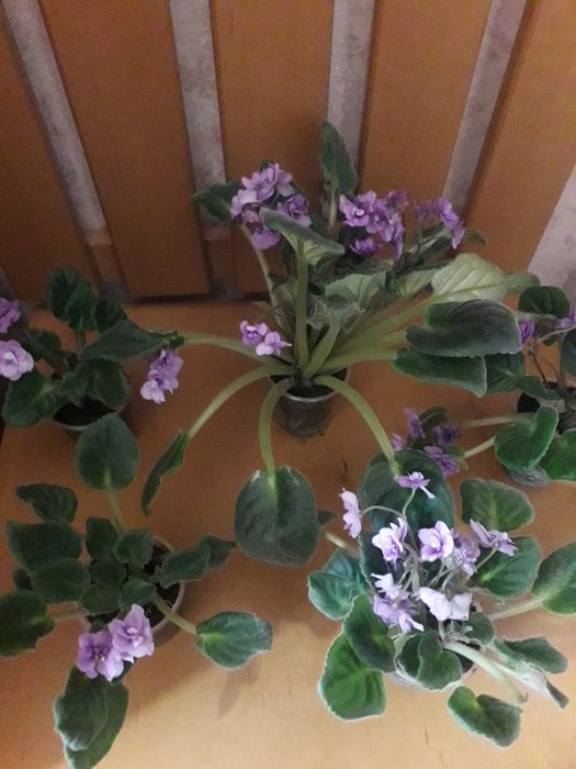 Продам фіалки  по 50 г