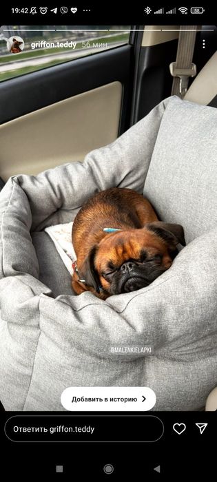 Автокрісла для собак