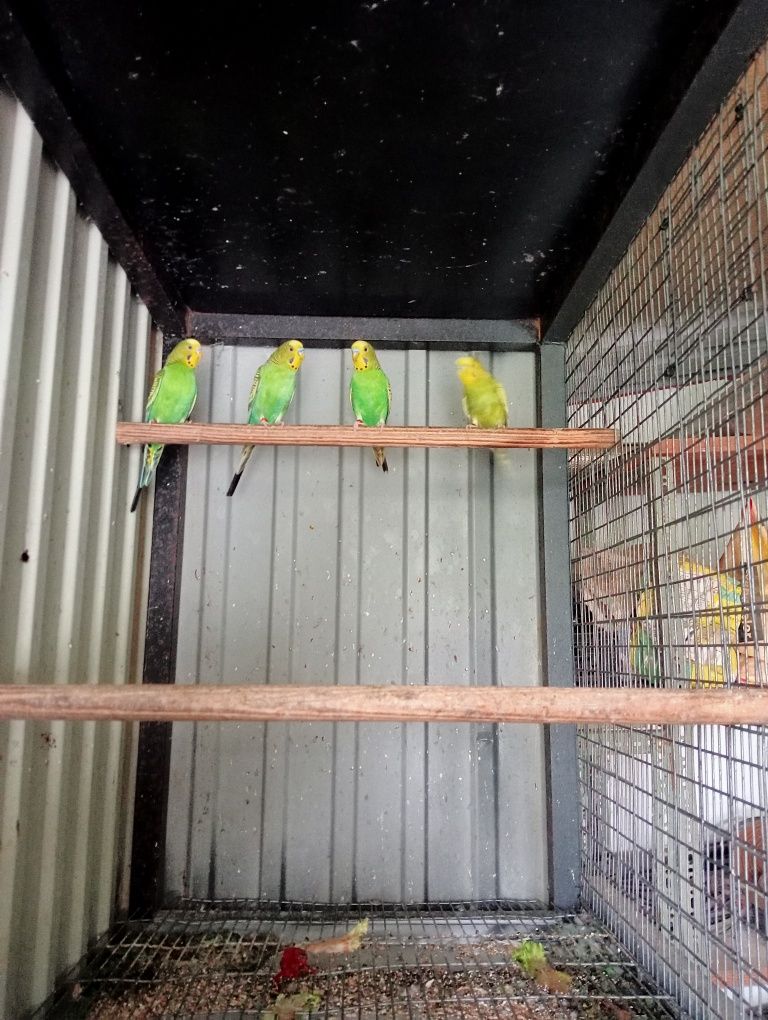 Periquitos deste ano