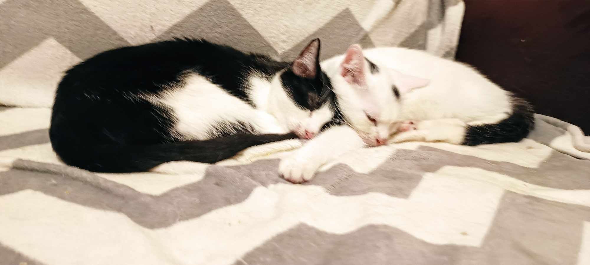 Biały kocurek i czarno-biała koteczka szukają domu
