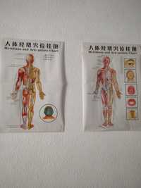 Medicina chinesa  mtc
