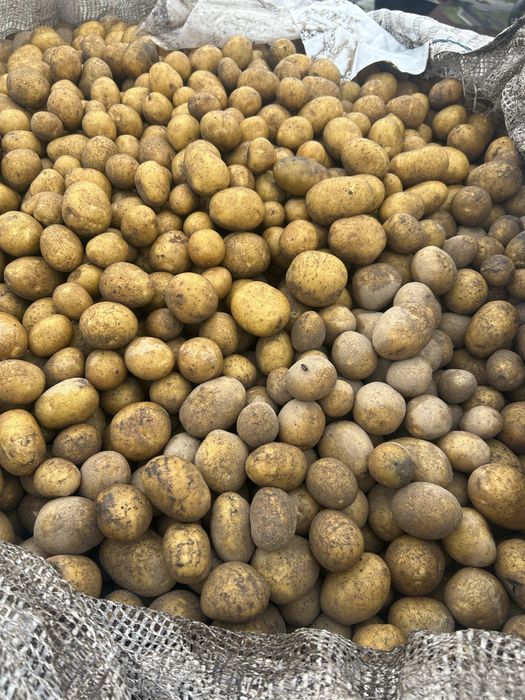 Ziemniaki drobne odmiana  (Lilii, Lily)