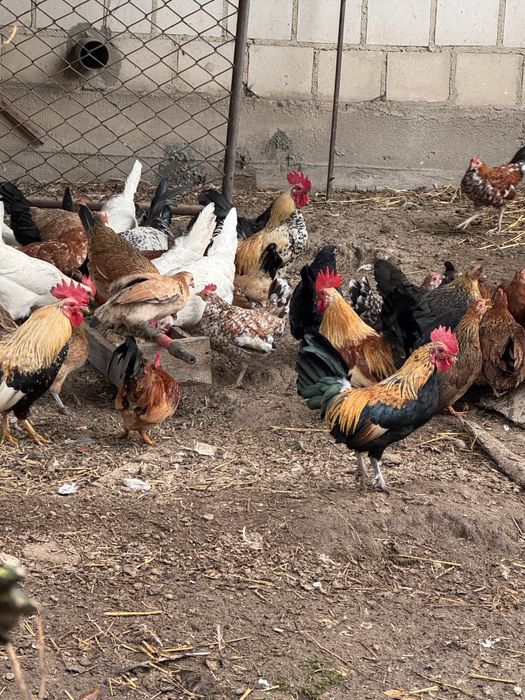 Kury liliputy - kura, kogur podkarpacie