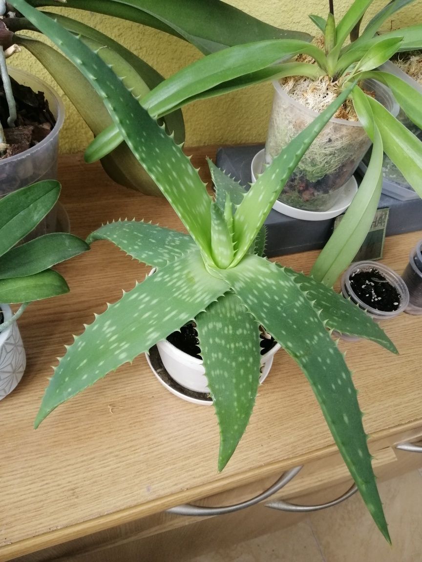 Алое мильний Aloe Saponaria , може квітнути