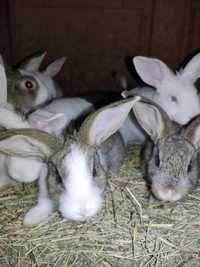 Кролики для розведення