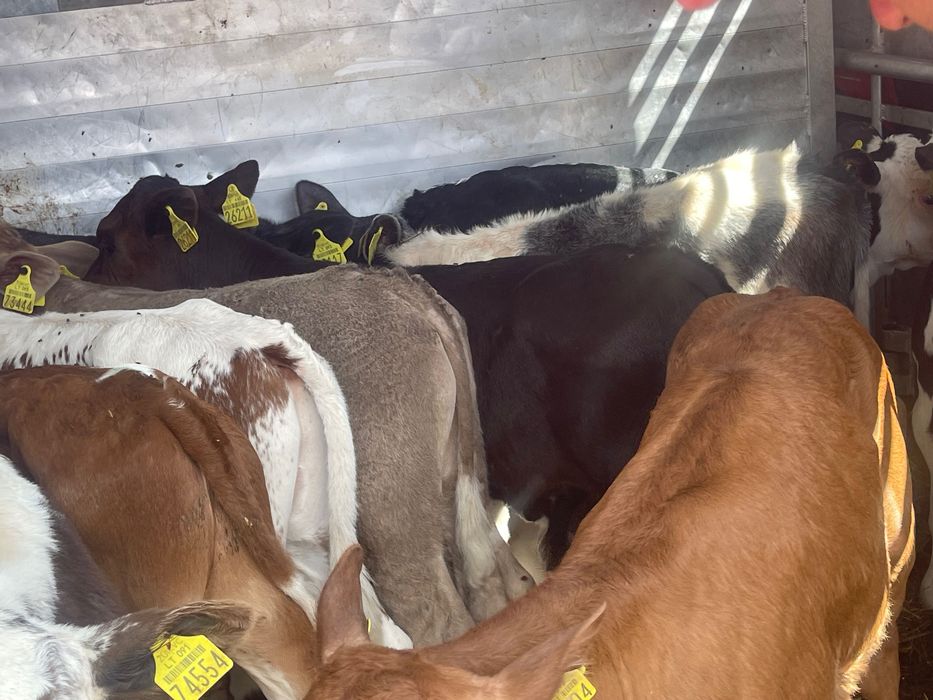 Sprzedam byczki mięsne 15szt