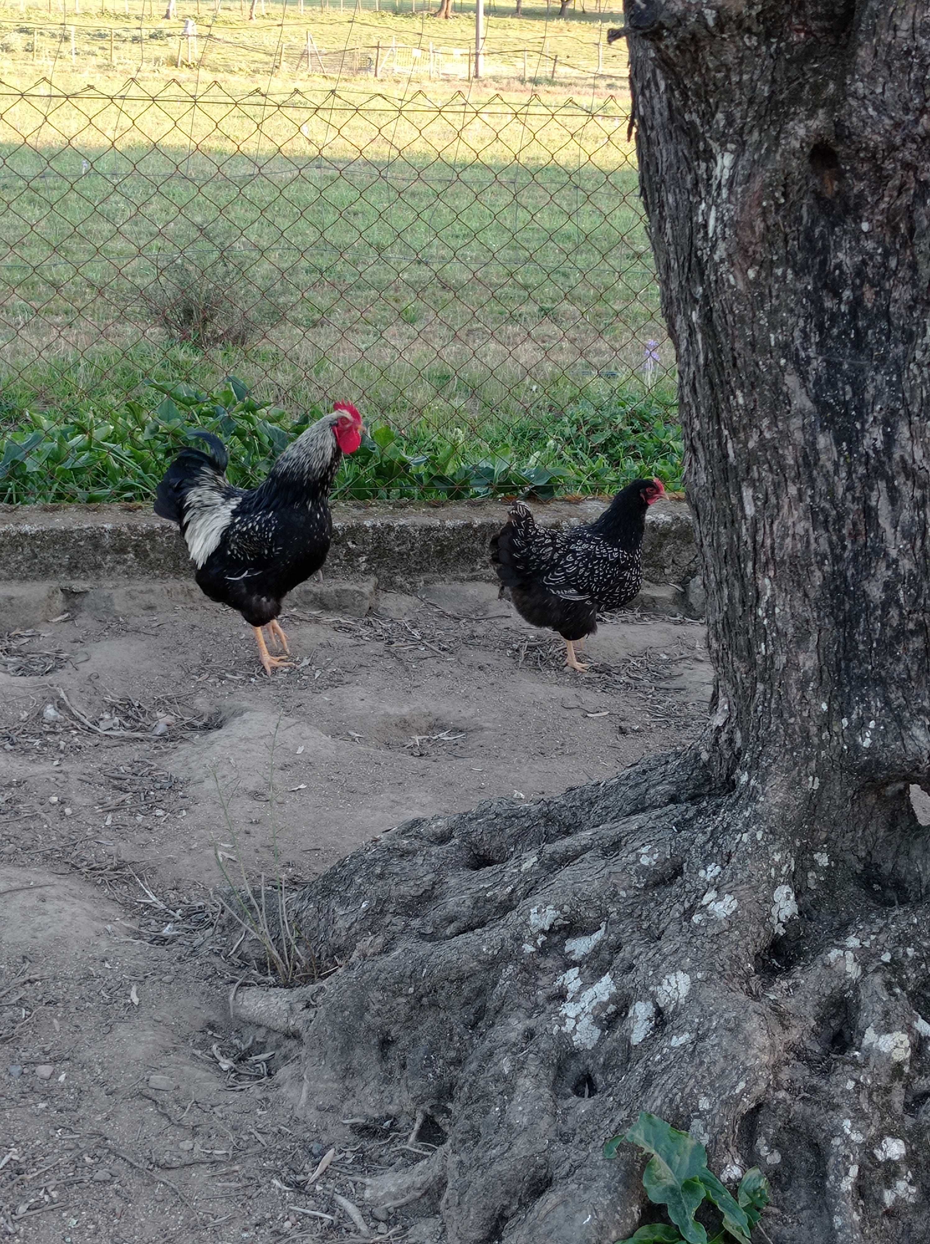 Ovos de galinhas exóticas