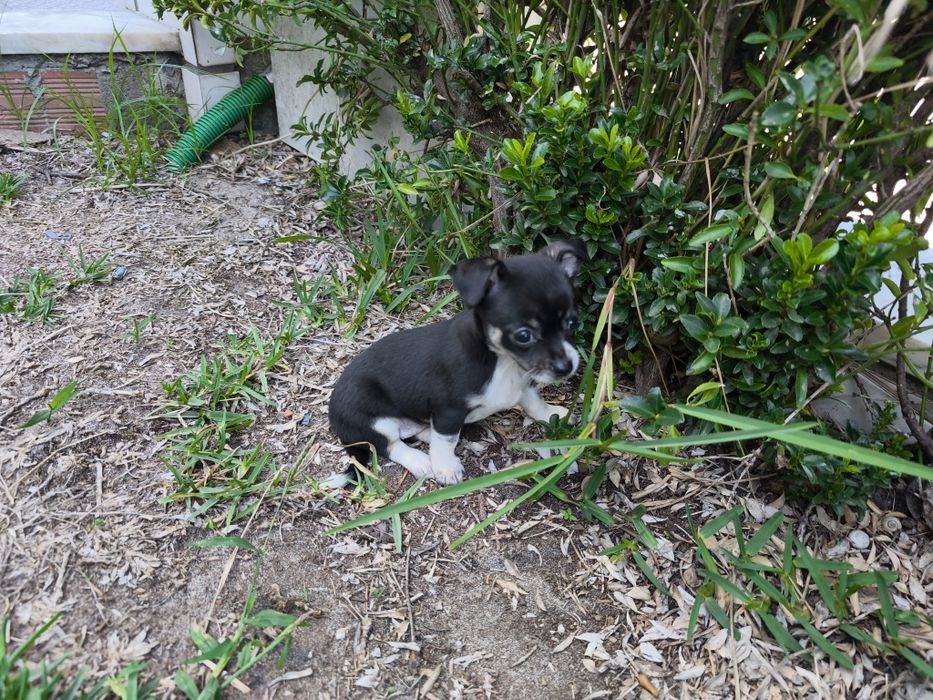 Chihuahua fêmea miniatura pelo curto disponível para entrega imediata
