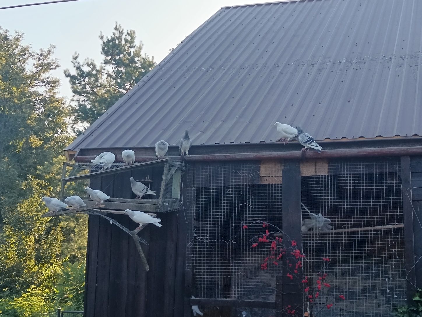 Gołębie ozdobne i pocztowe