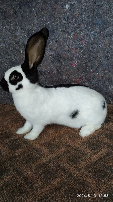 Кітні самки німецького строкача.