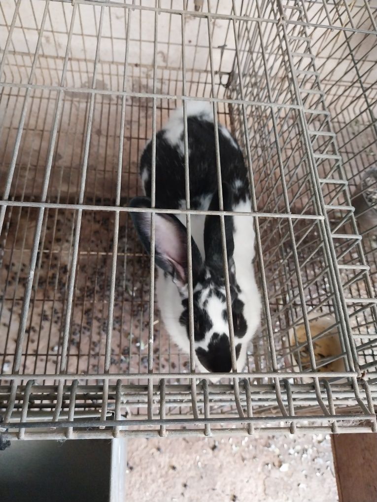 Vendo coelhos caseiros