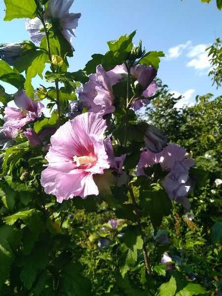 sadzonki hibiskusa ogrodowego