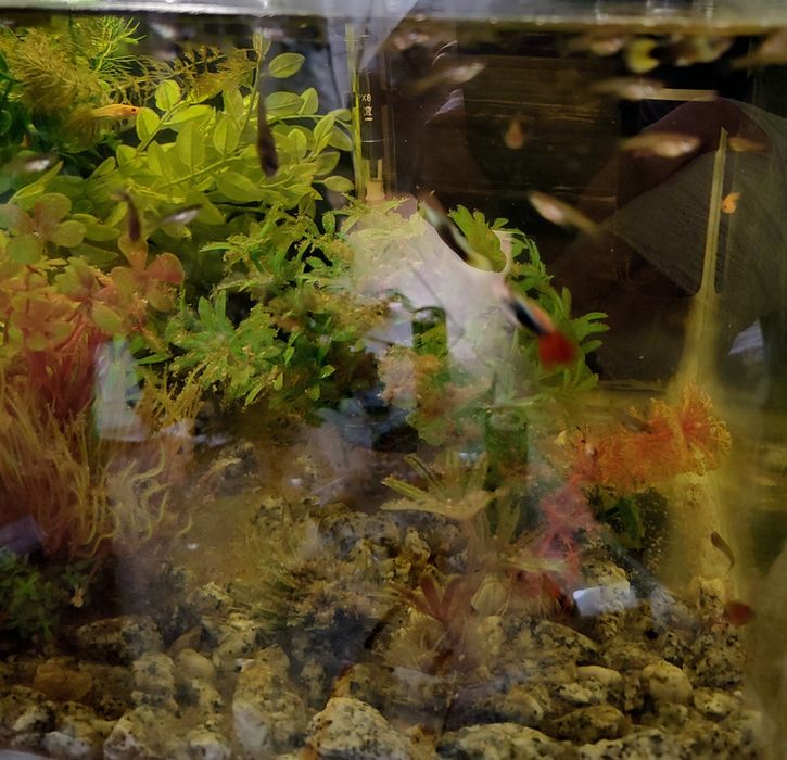 Sprzedam ryby akwariowe .Do wyczerpania zapasów!!!