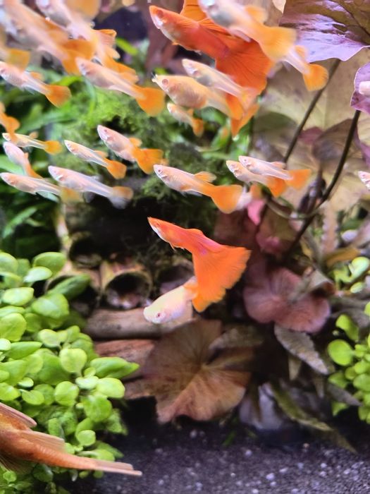 Full Red Albino Gupik- parka