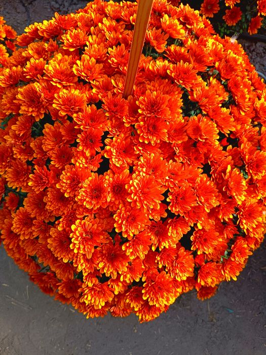 Chryzantemy drobno kwiatowe