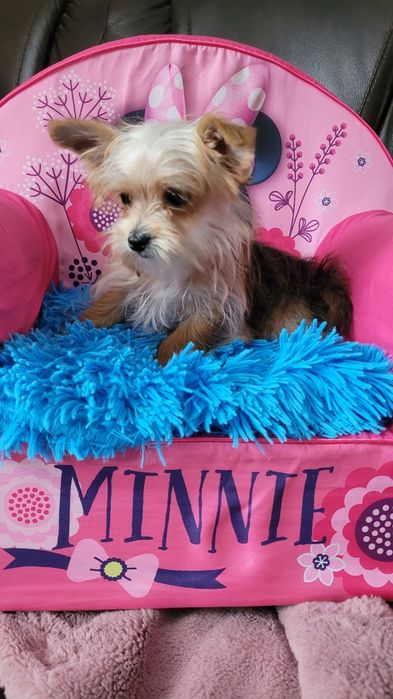 York maleńki piesek z wyprawką