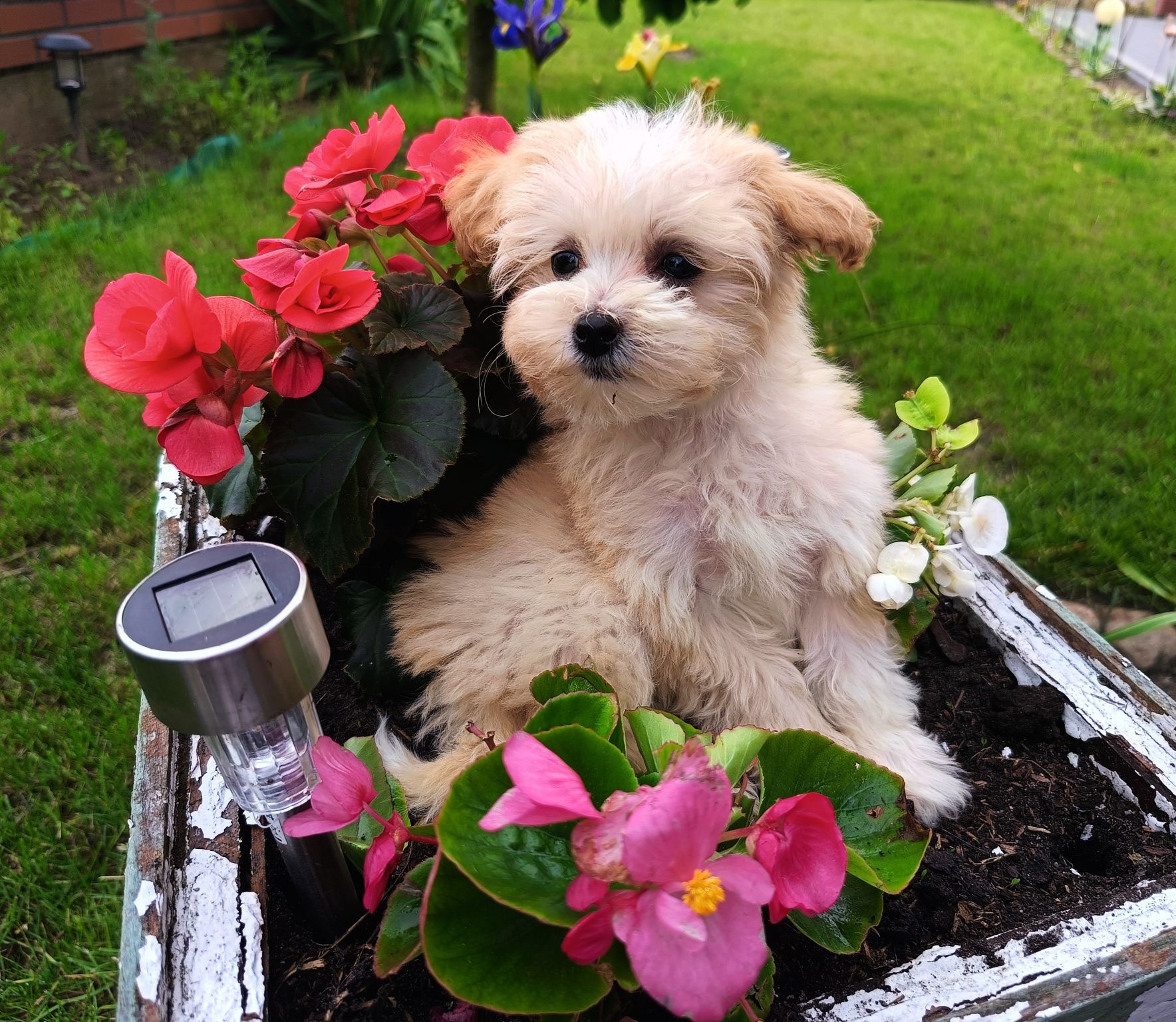 Maltipoo piękny malutki  chłopiec do odbioru !