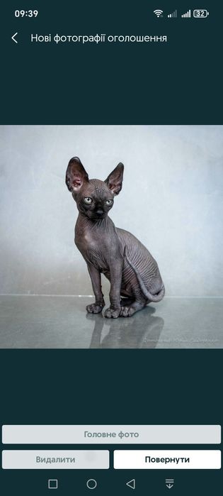 Канадский сфинкс, эльф,голубые глаза,самые крутые уши,мальчик