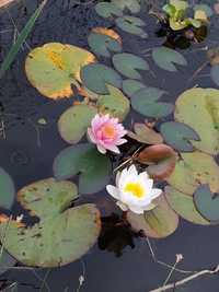 Nenúfares rosa escuro, rosa claro e brancas