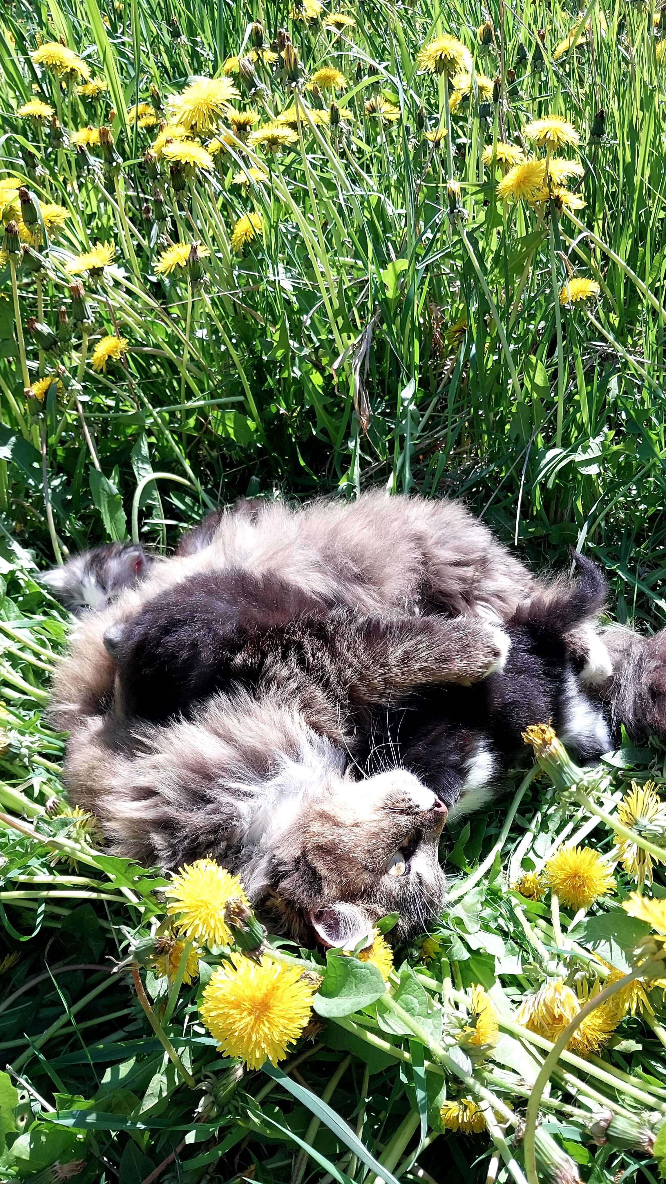 Гарнюні  Котенятка віддаю в добрі руки і серце.