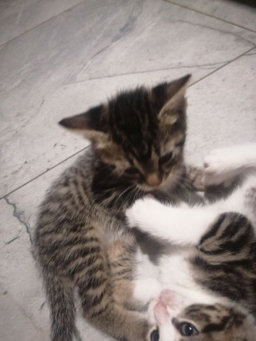 Oddam młodą kotkę