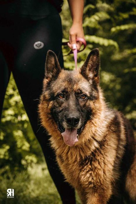 Cudowny Zorro szuka kochającego domu! W typie owczarka niemieckiego!