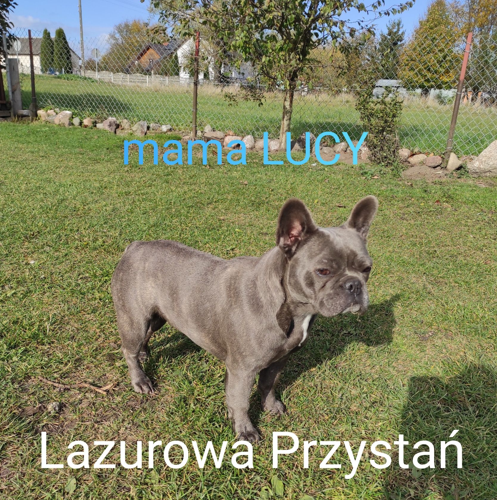 Buldog francuski blue, błękitny, niebieski, lilac