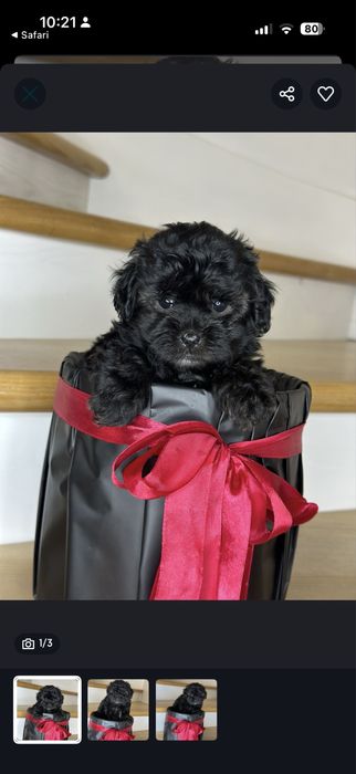 Продам рідкісного чорного Мальтипу Міні