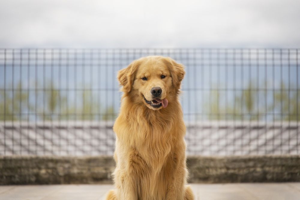 Цуценята золотистого ретривера американського типу