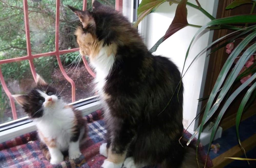 Котята породы Мейн Кун.Питомник.Документы.