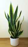 Wężownica w donicy ceramicznej, Sansevieria trifasciata - 90 cm