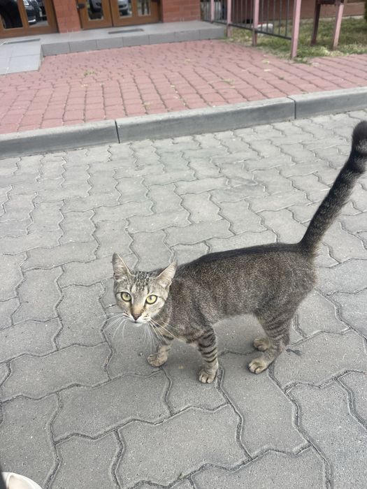 Найласкавіша кошечка талісманчик у сімʼю