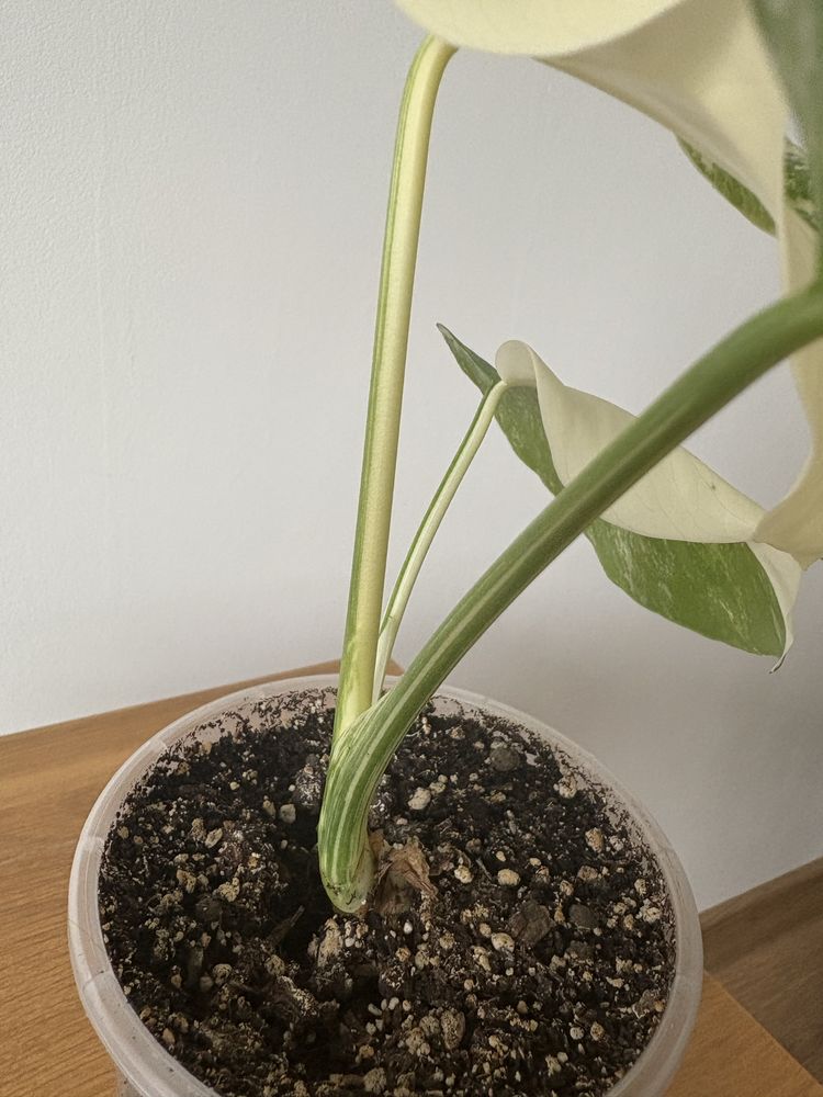 Monstera variegata half moon