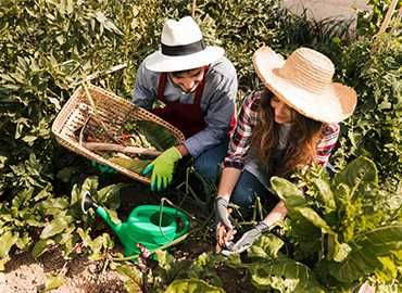 SERVIÇOS DE JARDINAGEM | SANTO TIRSO E ARREDORES | MSFLOR.PT