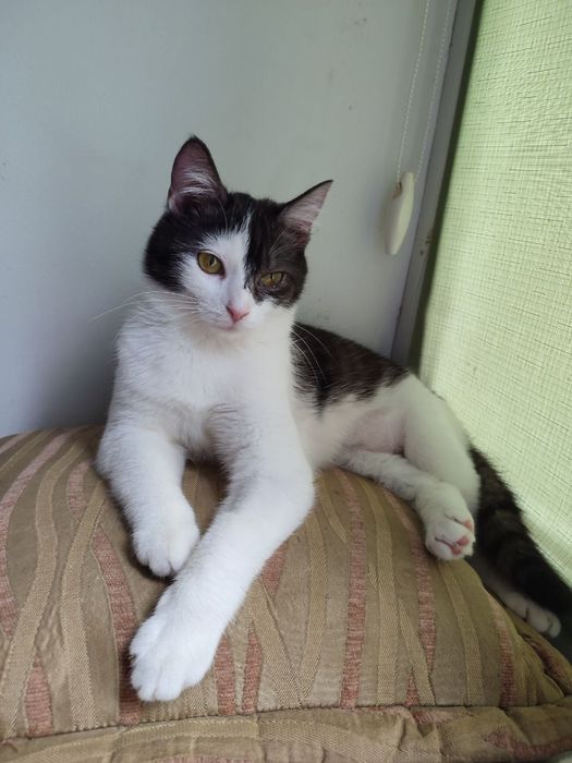 Пропала кішка район Антоновича