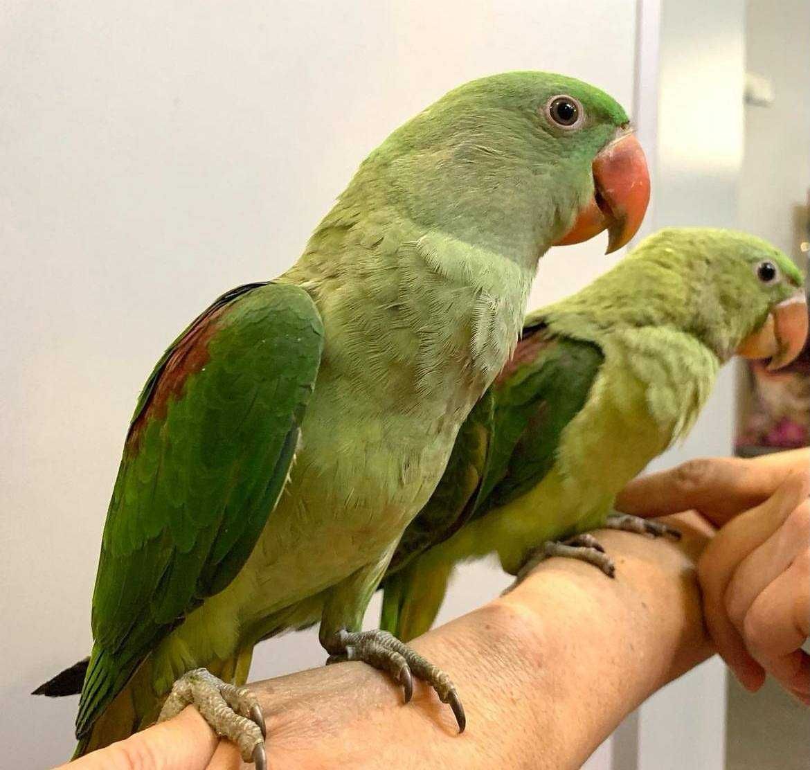 Александрийские попугайчики птенцы выкормыши
