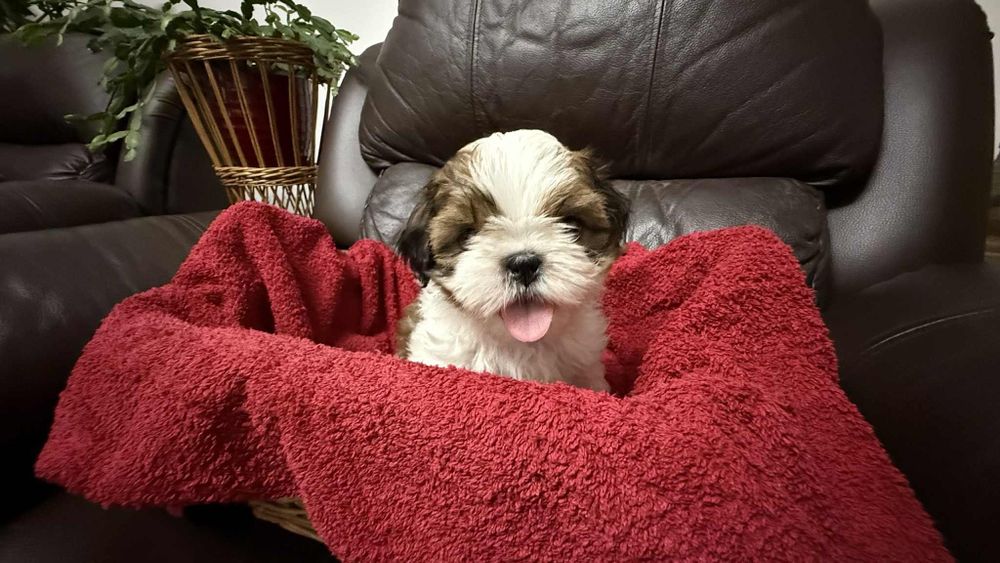 Piesek szczeniaczek shih tzu z rodowodem