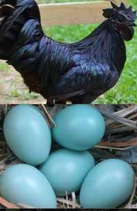 Яйца кур(Ухейилюй)