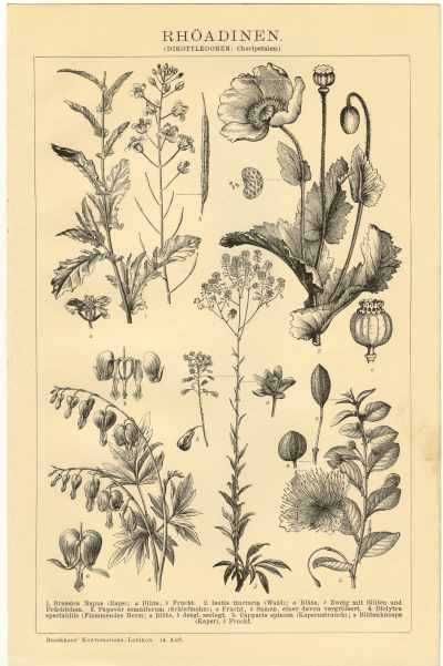 Kwiaty  oryginalne XIX w. grafiki do aranżacji wnętrza