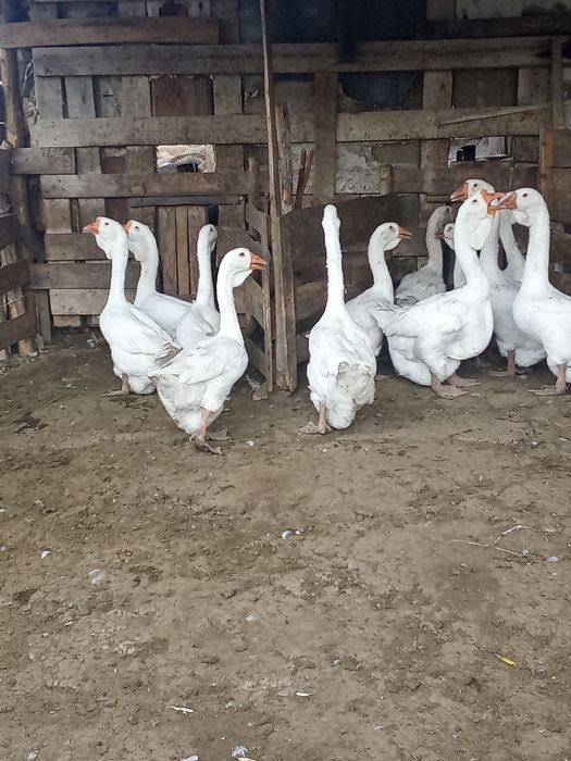 Продам гуси холмогори