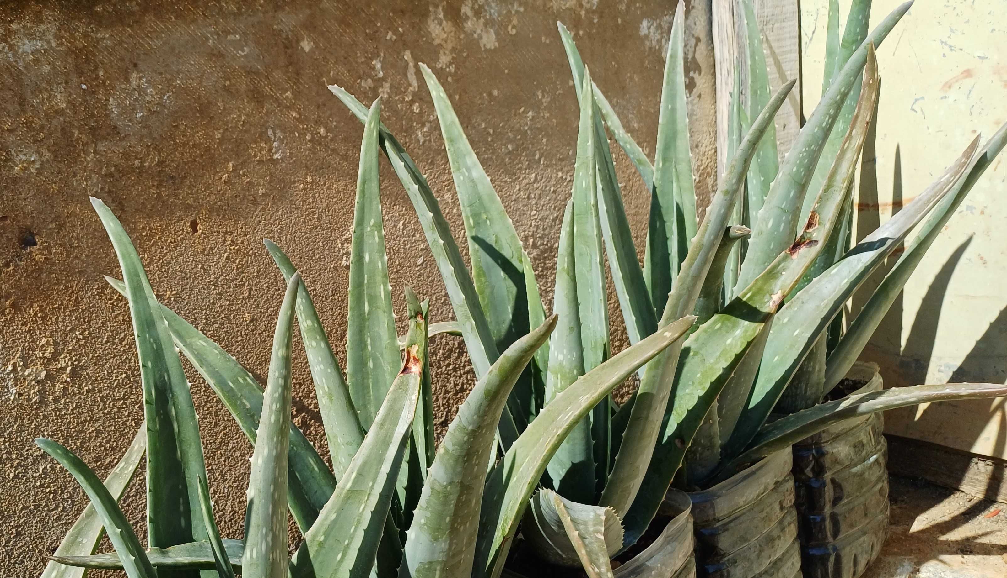 Aloe Vera (em vaso)