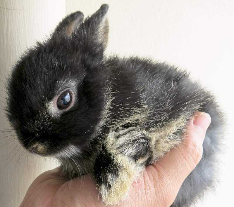 Супер мини кролик, нидерландский торчеухий из питомника!