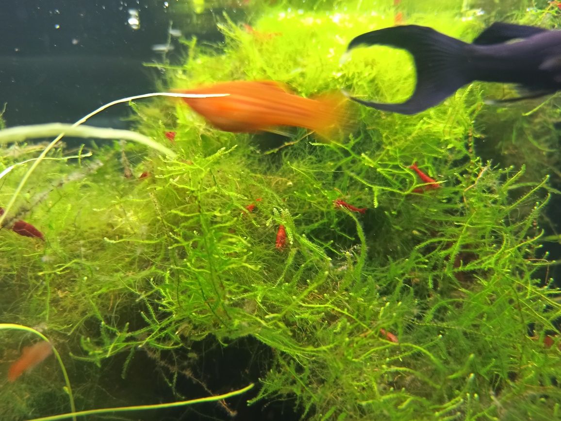 Krewetki Red Cherry