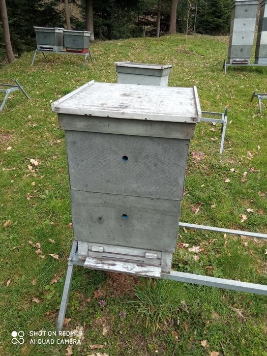 Ule wielkopolskie kompletne ul Wielkopolski