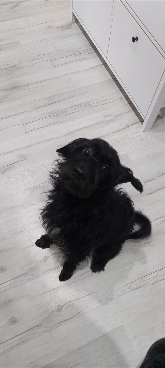 Piesek w dobre ręce