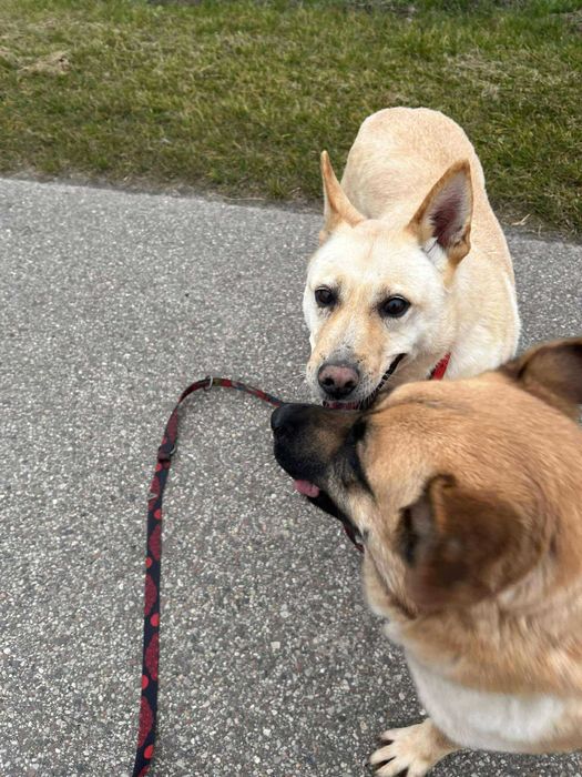 pies do adopcji w typie labka